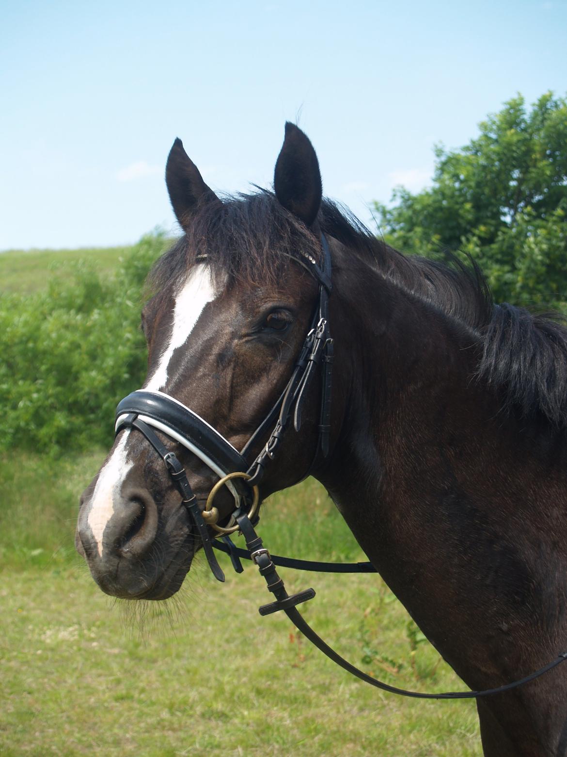 Dansk Varmblod Grøntoft's Ladakh billede 5