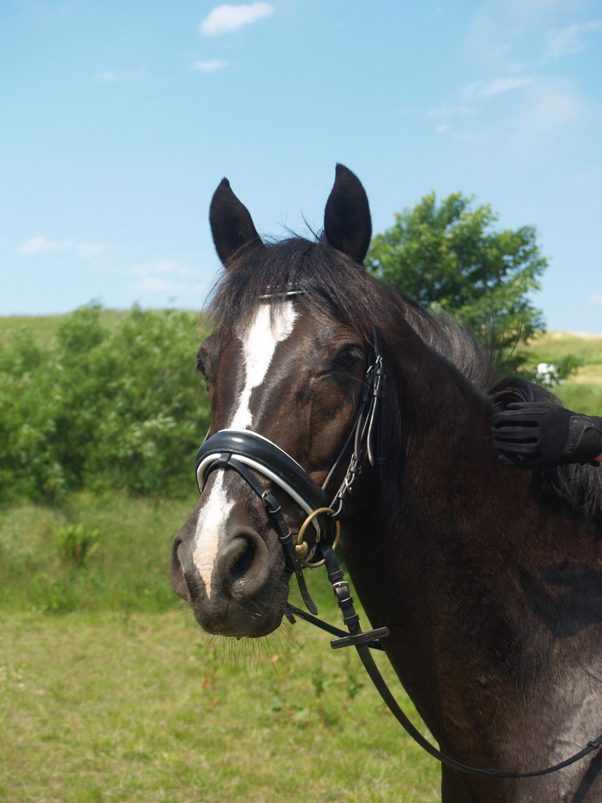 Dansk Varmblod Grøntoft's Ladakh billede 12