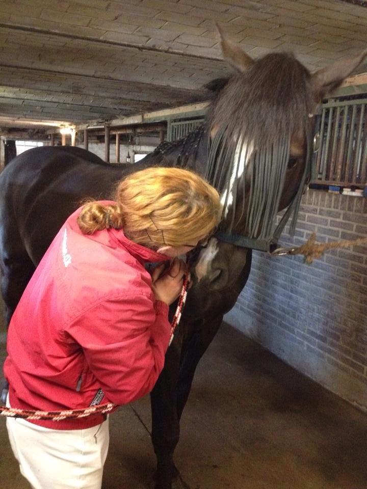 Dansk Varmblod Grøntoft's Ladakh billede 13