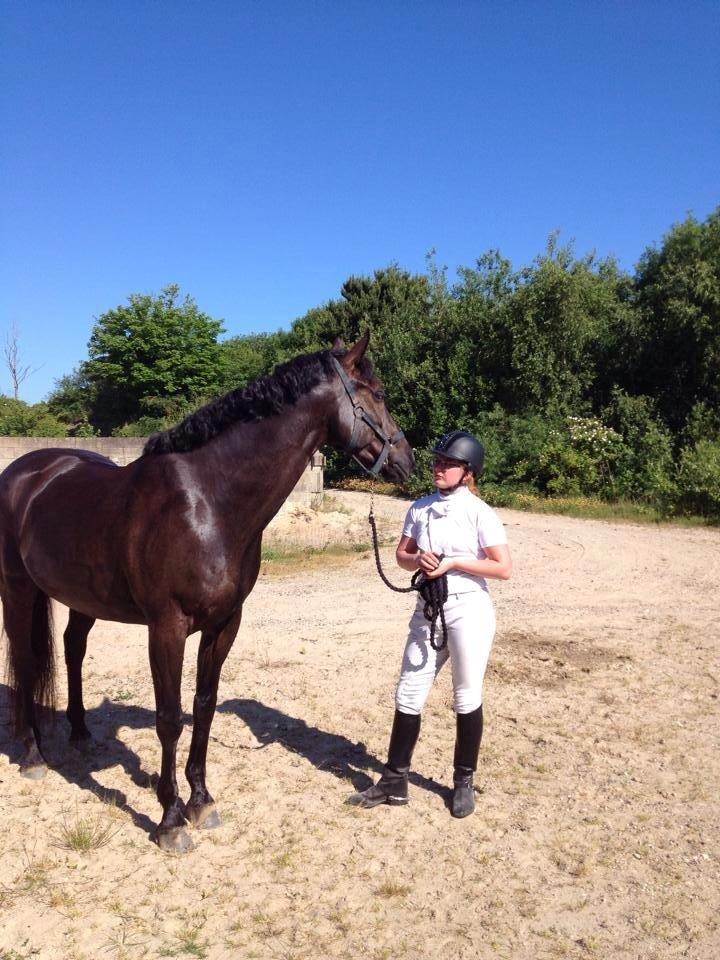 Dansk Varmblod Grøntoft's Ladakh billede 14