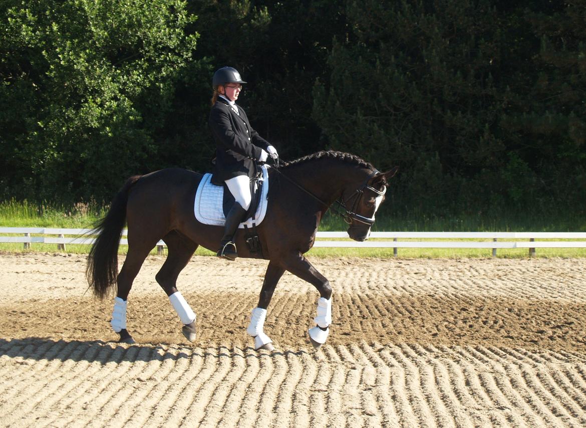 Dansk Varmblod Grøntoft's Ladakh billede 16