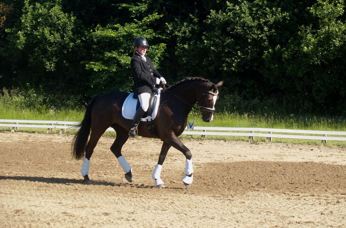 Dansk Varmblod Grøntoft's Ladakh billede 1