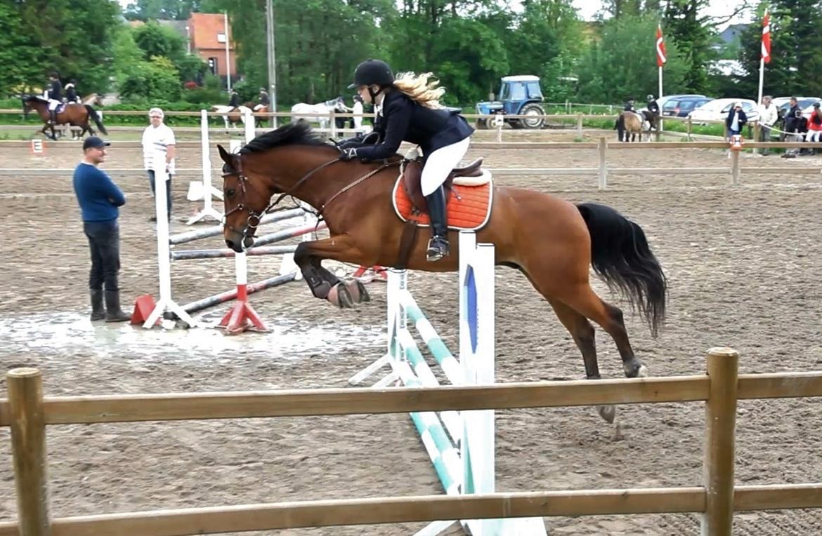 Dansk Varmblod Carismo billede 10