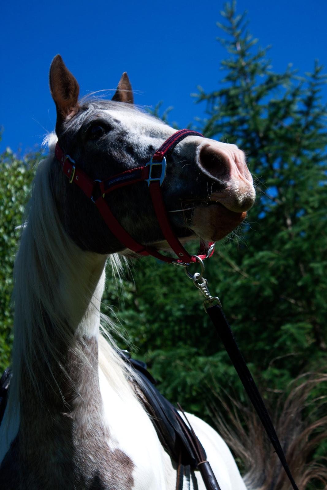 Anden særlig race Selina - 09/06-2014. billede 10