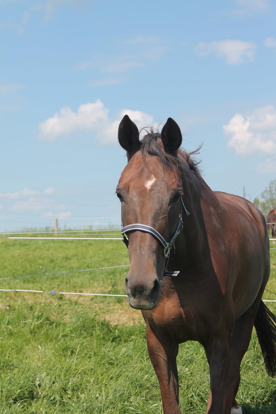 Dansk Varmblod Amillee ravnes-have billede 3