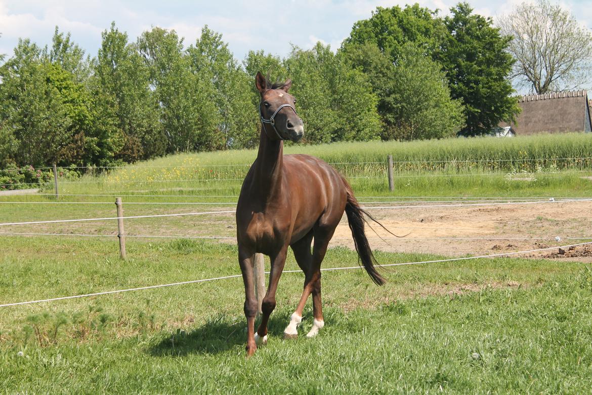 Dansk Varmblod Amillee ravnes-have billede 14