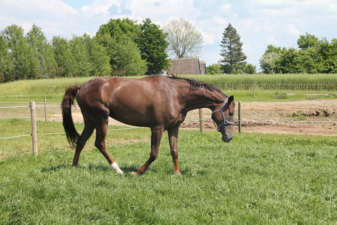 Dansk Varmblod Amillee ravnes-have billede 8