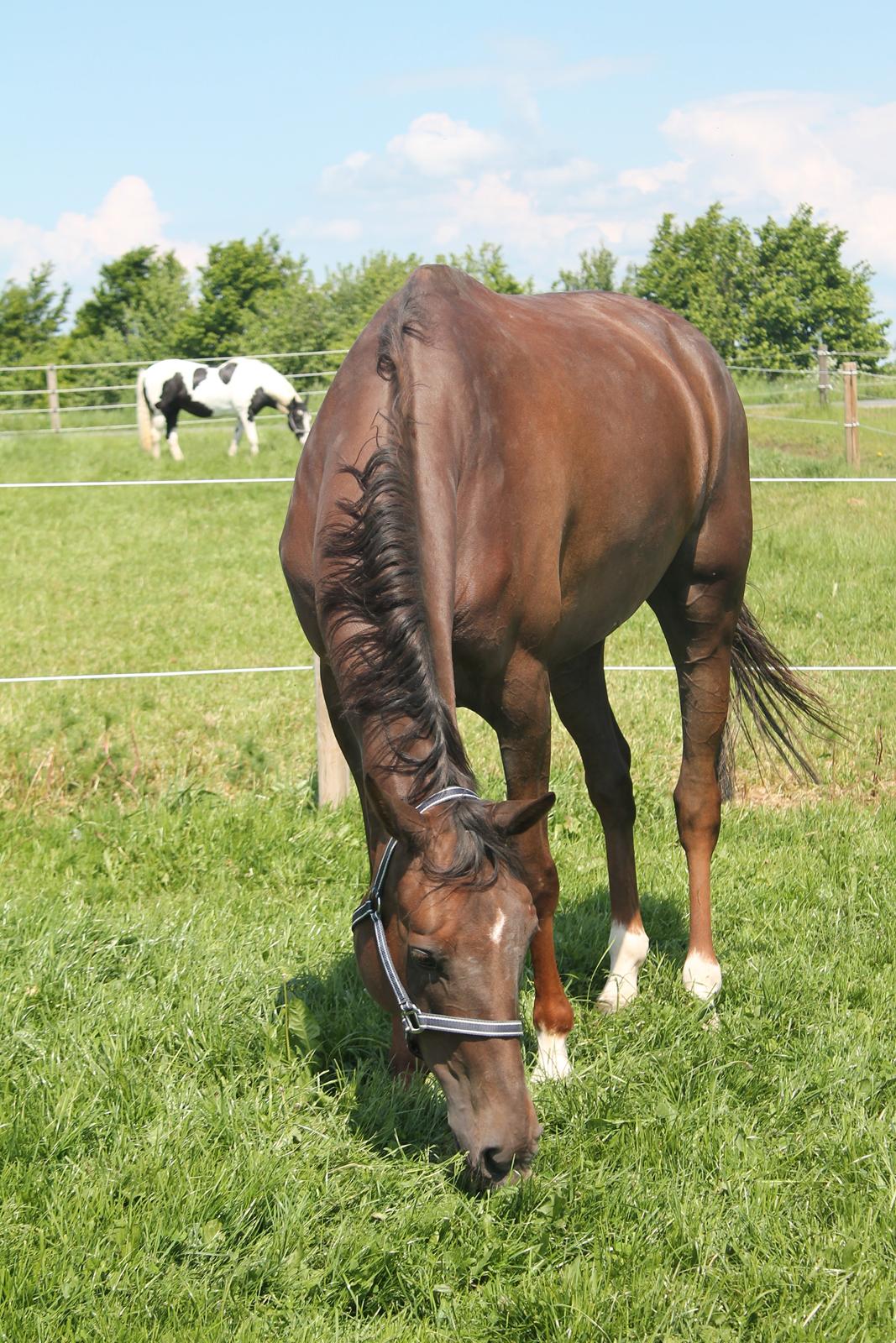 Dansk Varmblod Amillee ravnes-have billede 19