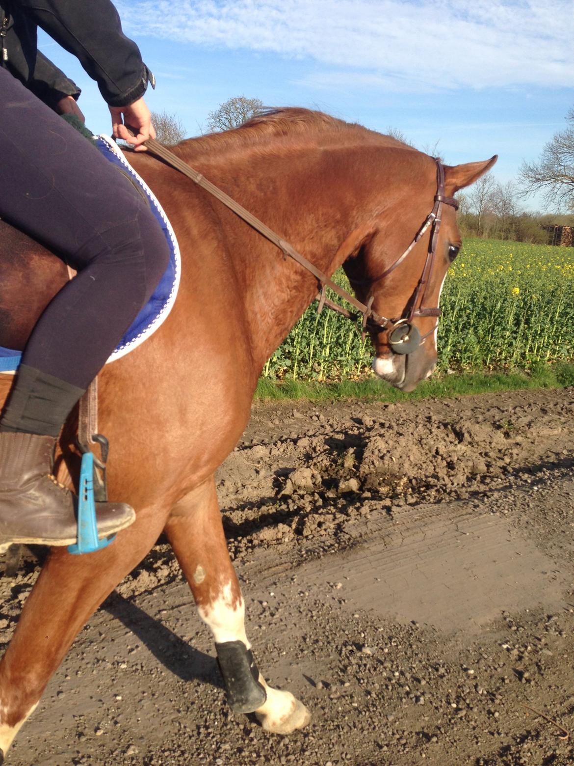 Dansk Varmblod Skavhøjs Chad F billede 23