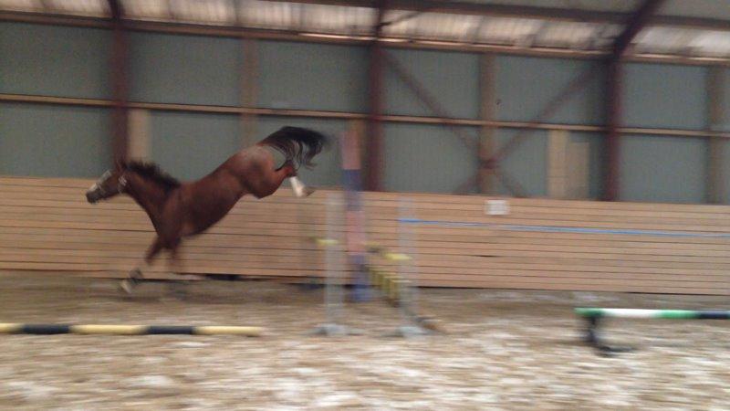 Dansk Varmblod Skavhøjs Chad F billede 25