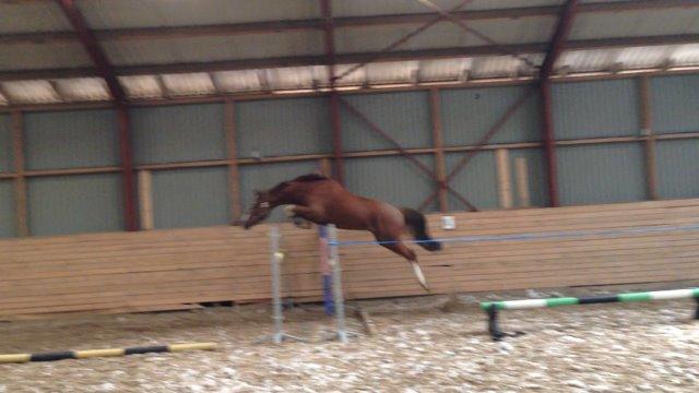 Dansk Varmblod Skavhøjs Chad F billede 13