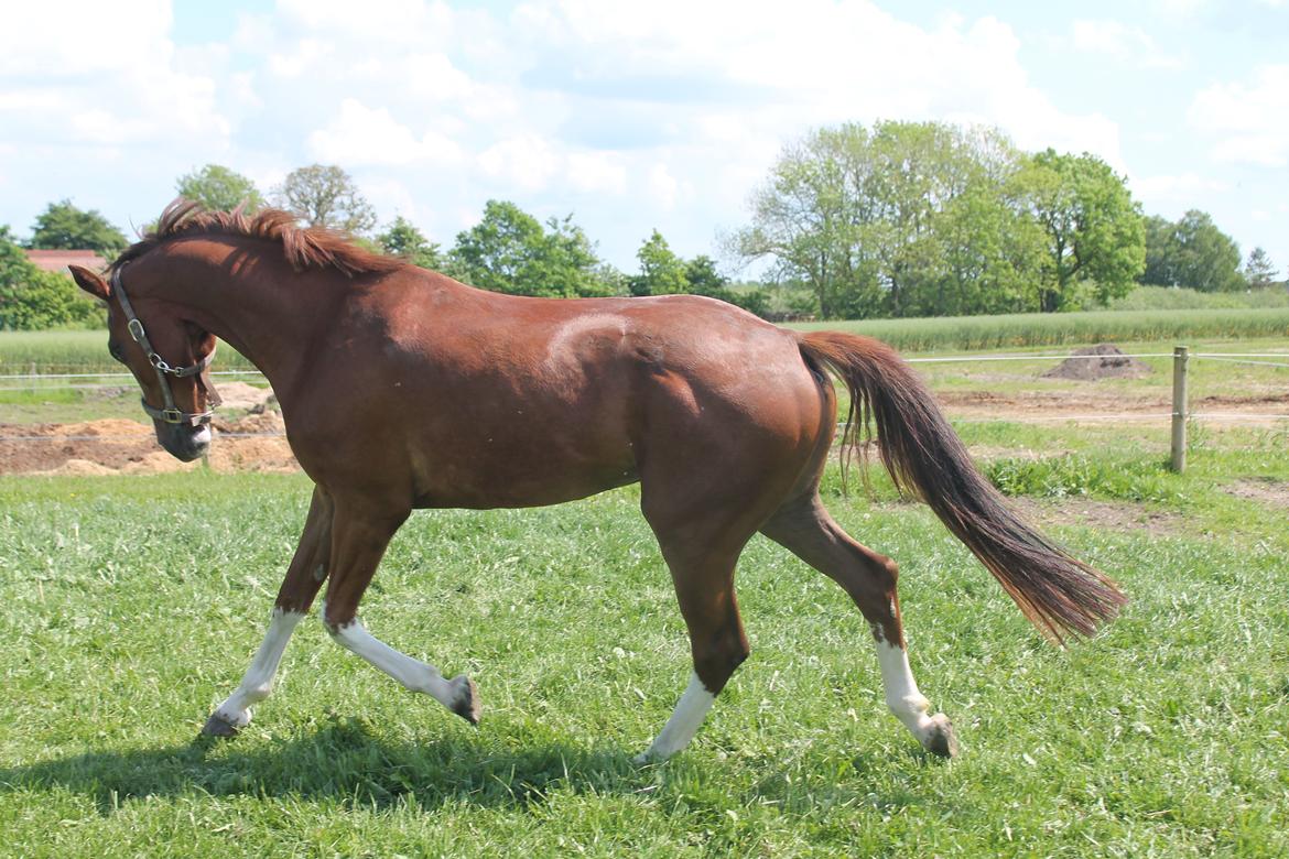 Dansk Varmblod Skavhøjs Chad F billede 22