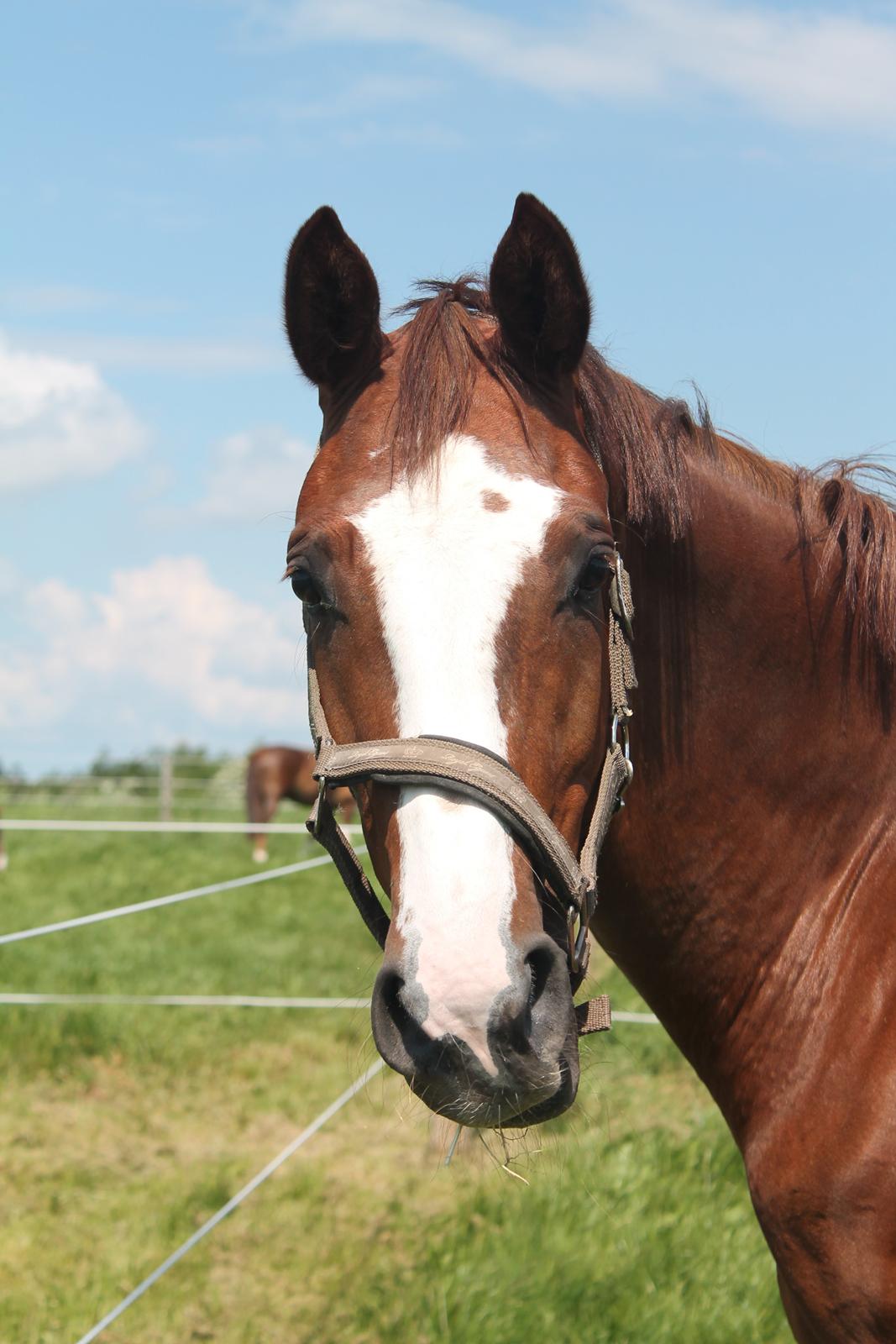 Dansk Varmblod Skavhøjs Chad F billede 9