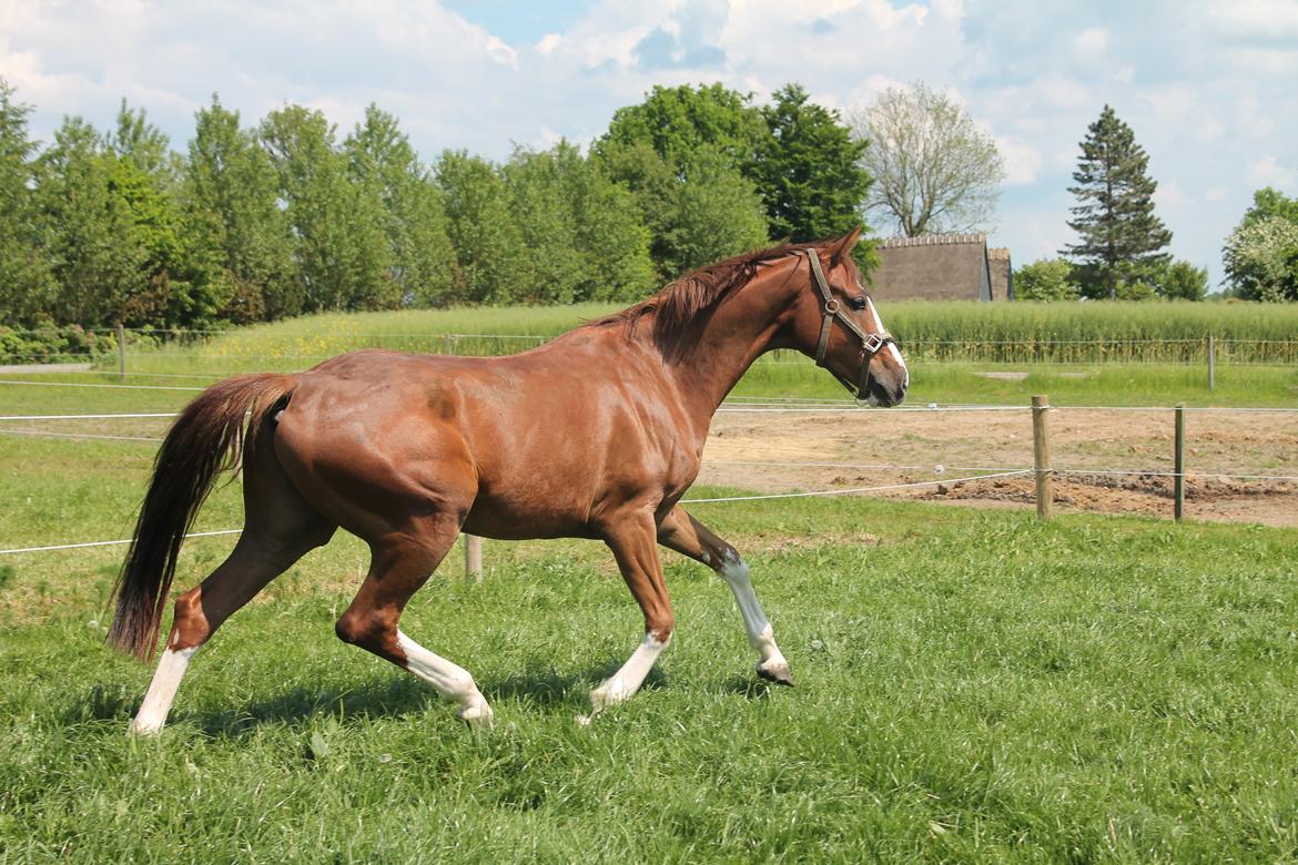 Dansk Varmblod Skavhøjs Chad F billede 19