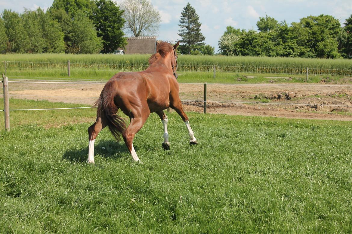 Dansk Varmblod Skavhøjs Chad F billede 26