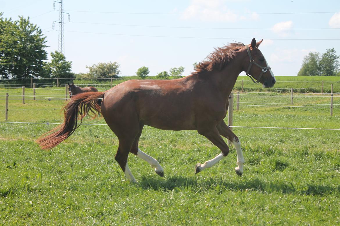 Dansk Varmblod Skavhøjs Chad F billede 5