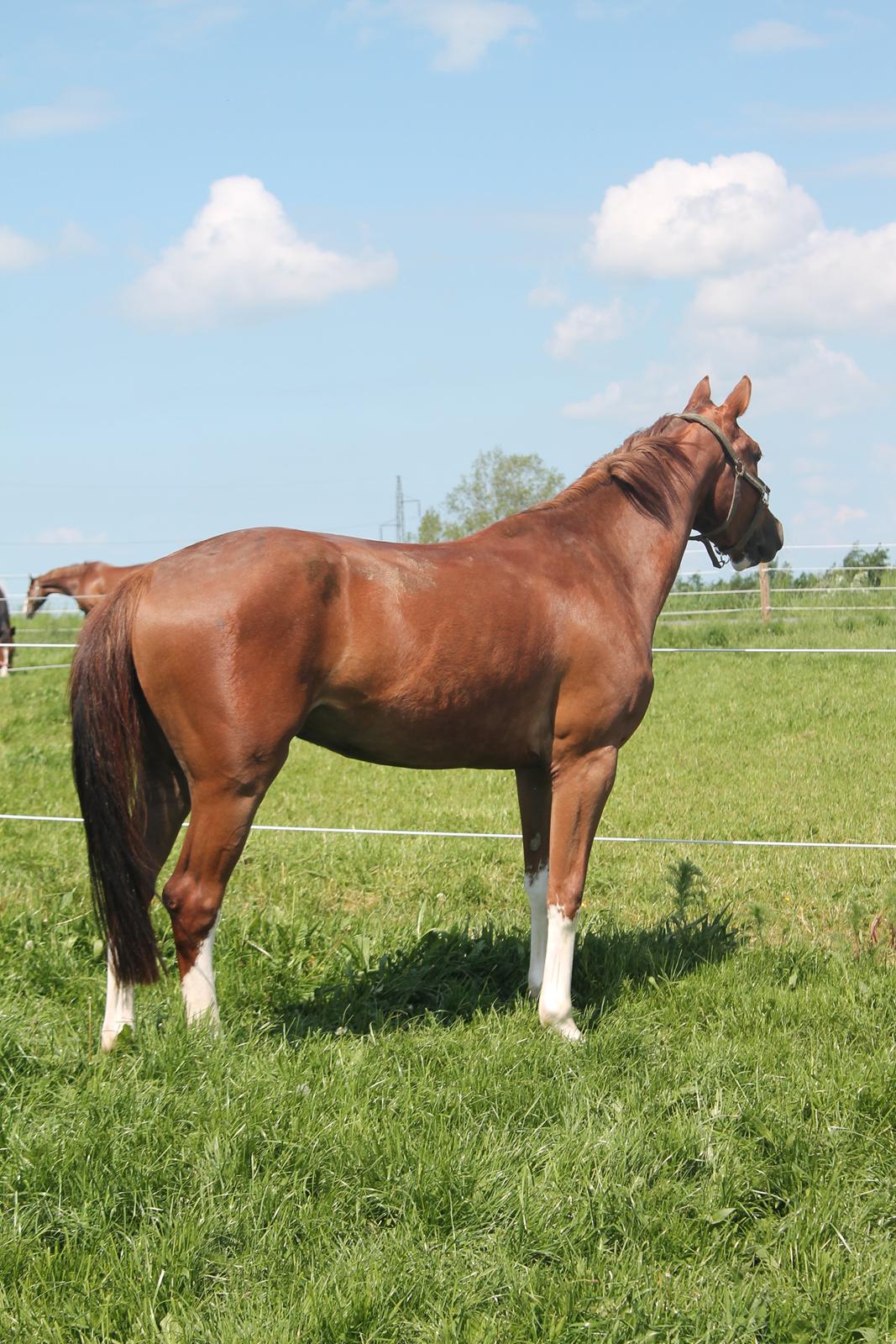 Dansk Varmblod Skavhøjs Chad F billede 10