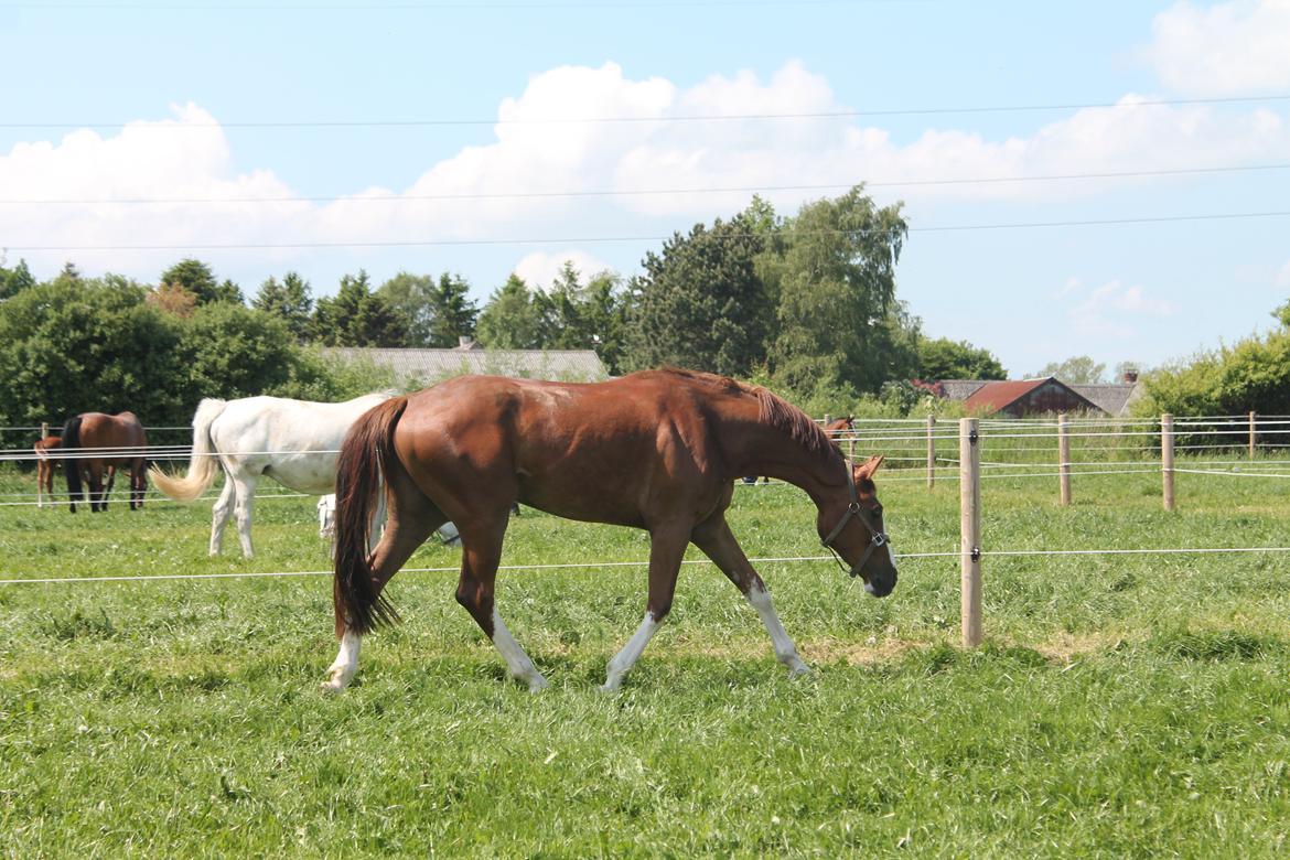 Dansk Varmblod Skavhøjs Chad F billede 14