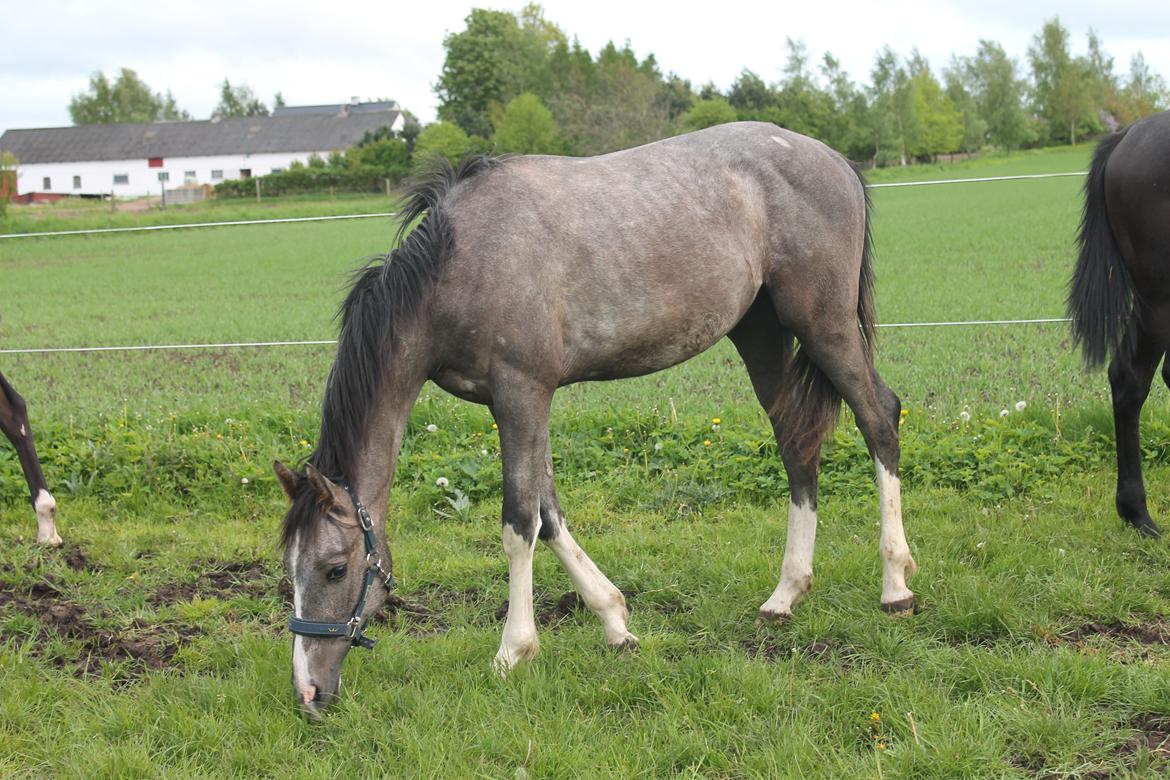 Dansk Varmblod Quality Sun AX  HINGST billede 17