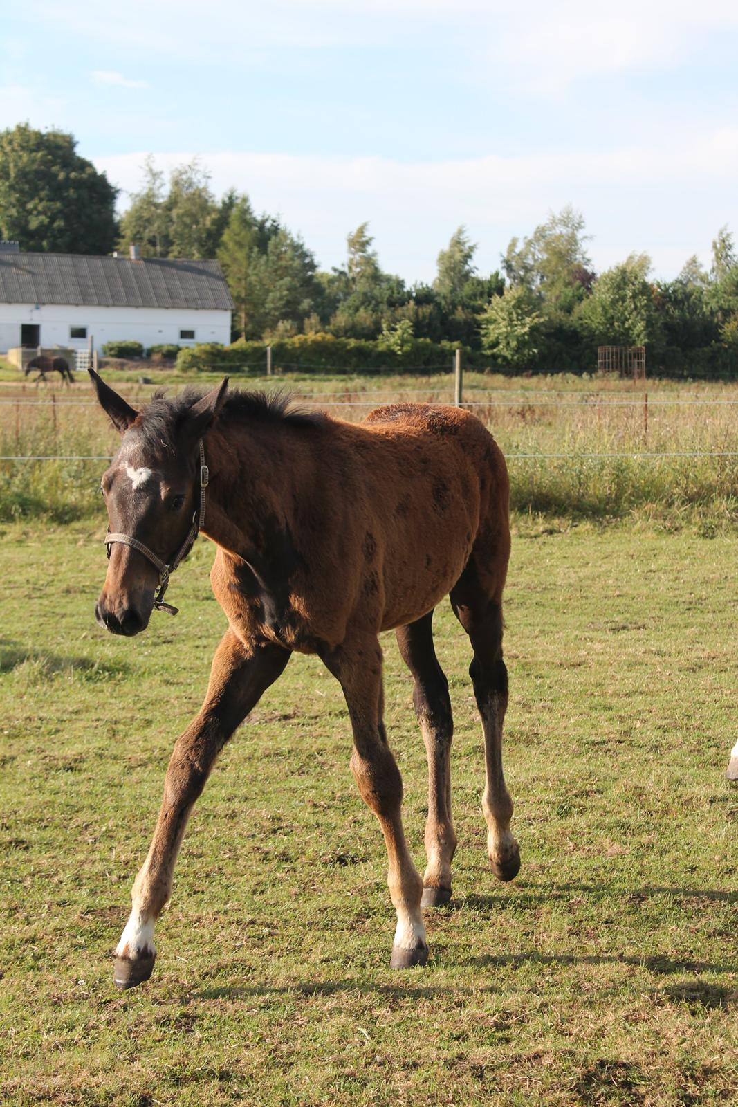 Holstener Can it be better AX billede 11