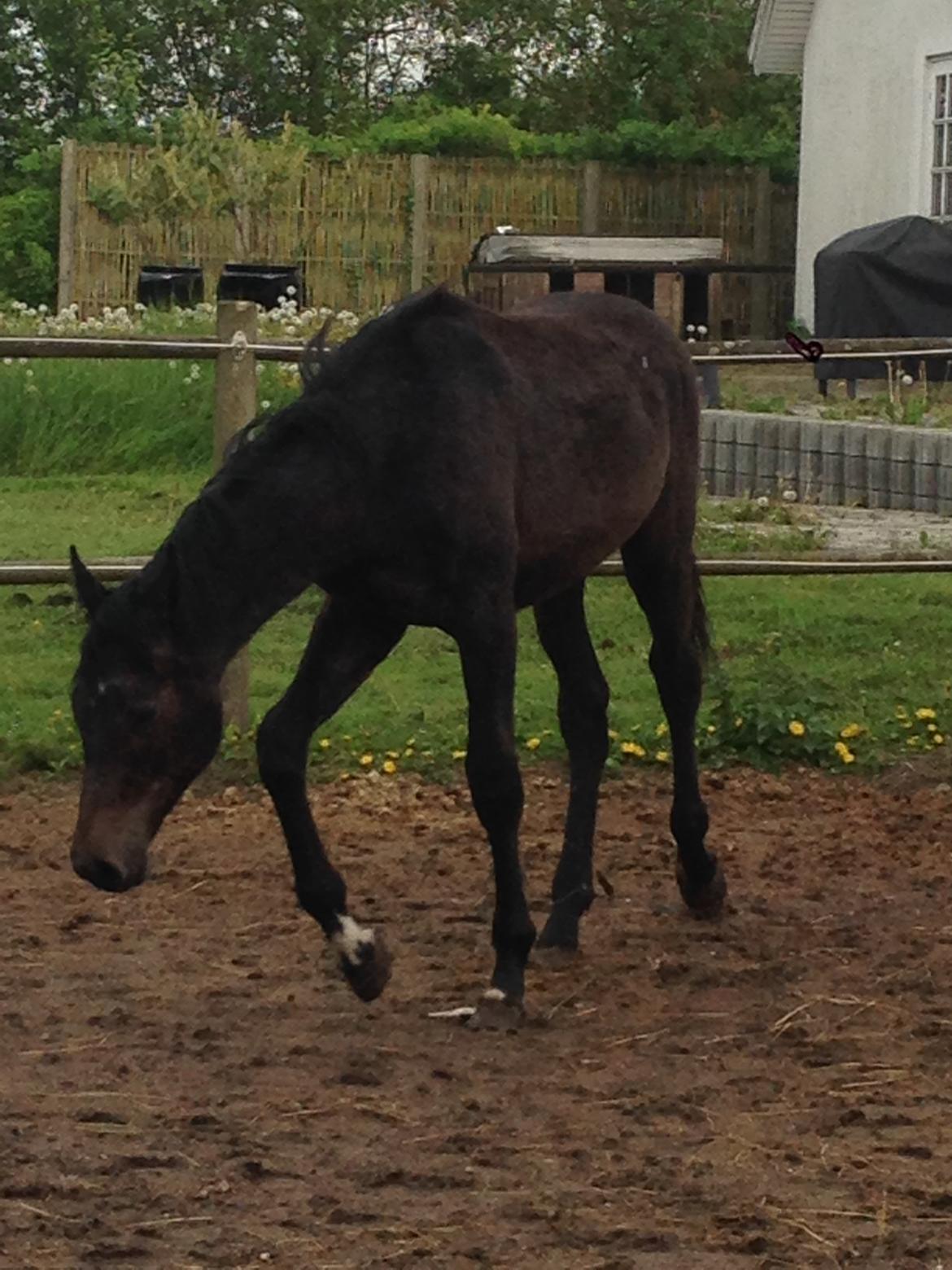 Holstener Can it be better AX billede 1