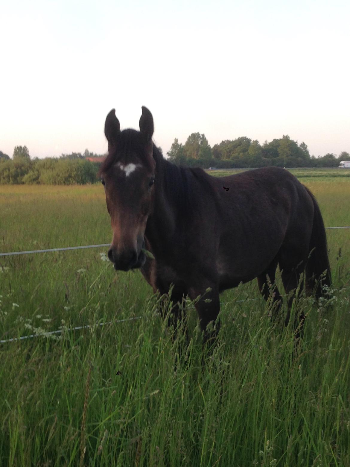 Holstener Can it be better AX billede 4