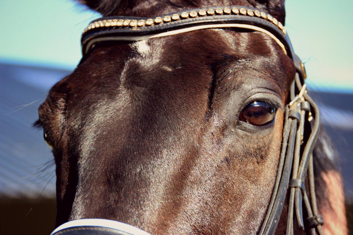 Hollandsk Varmblod Benneton <3 billede 1