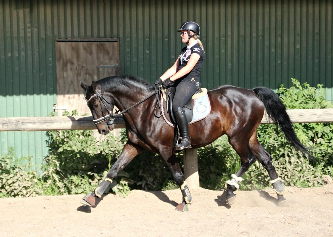 Hollandsk Varmblod Benneton <3 billede 2