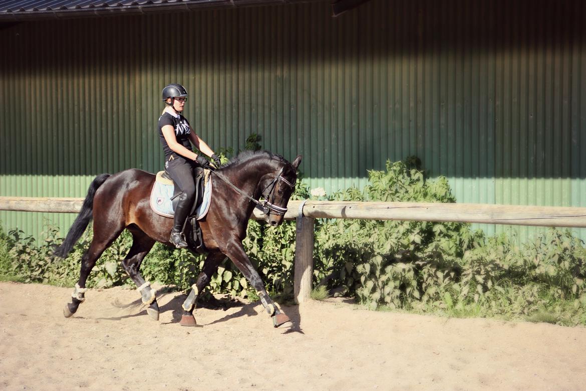 Hollandsk Varmblod Benneton <3 billede 4