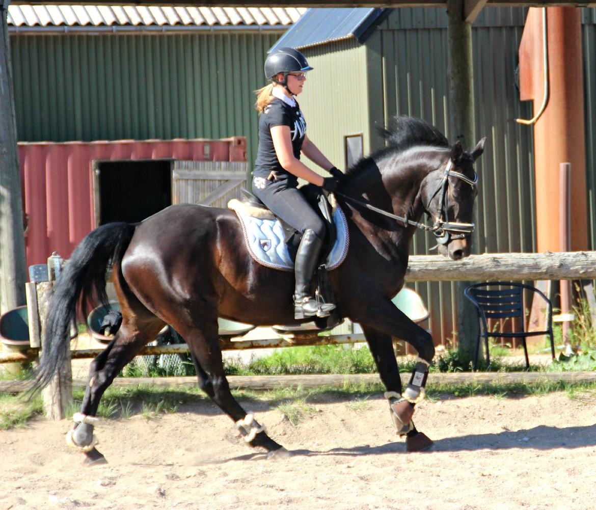 Hollandsk Varmblod Benneton <3 billede 10