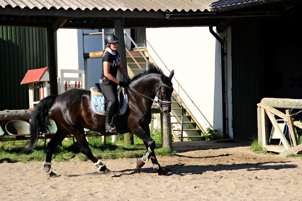 Hollandsk Varmblod Benneton <3 billede 16