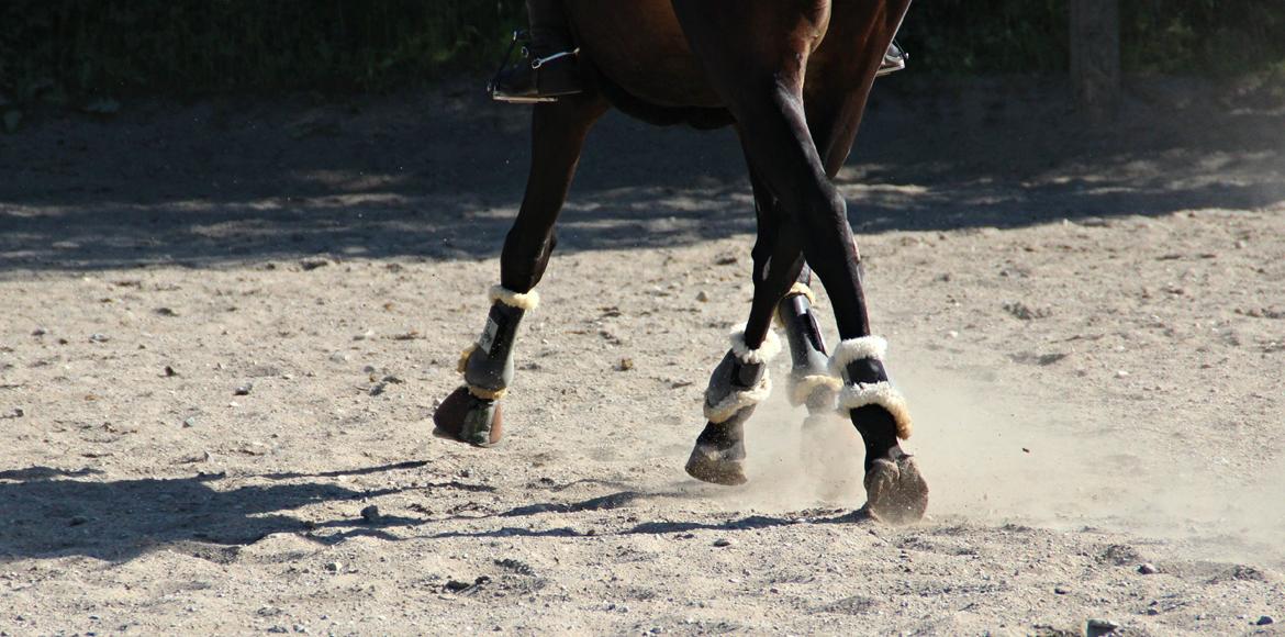 Hollandsk Varmblod Benneton <3 billede 12