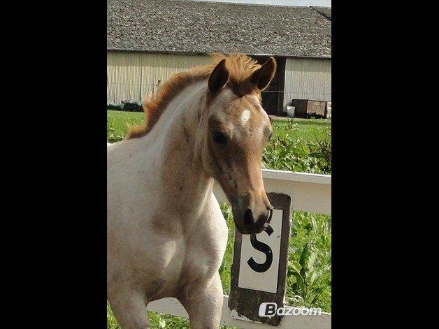 Sportsaraber (A) Elmegaardens Madicken "tidl hest" billede 3