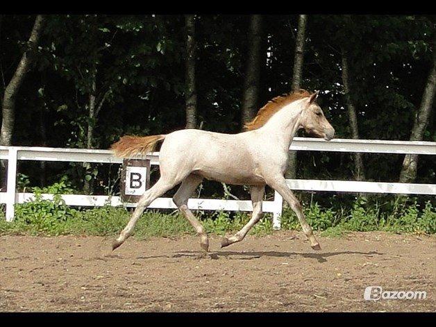 Sportsaraber (A) Elmegaardens Madicken "tidl hest" billede 4
