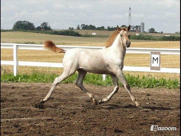 Sportsaraber (A) Elmegaardens Madicken "tidl hest" billede 1