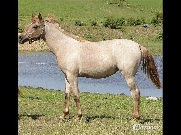 Sportsaraber (A) Elmegaardens Madicken "tidl hest" billede 8