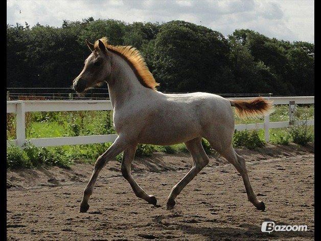 Sportsaraber (A) Elmegaardens Madicken "tidl hest" billede 9
