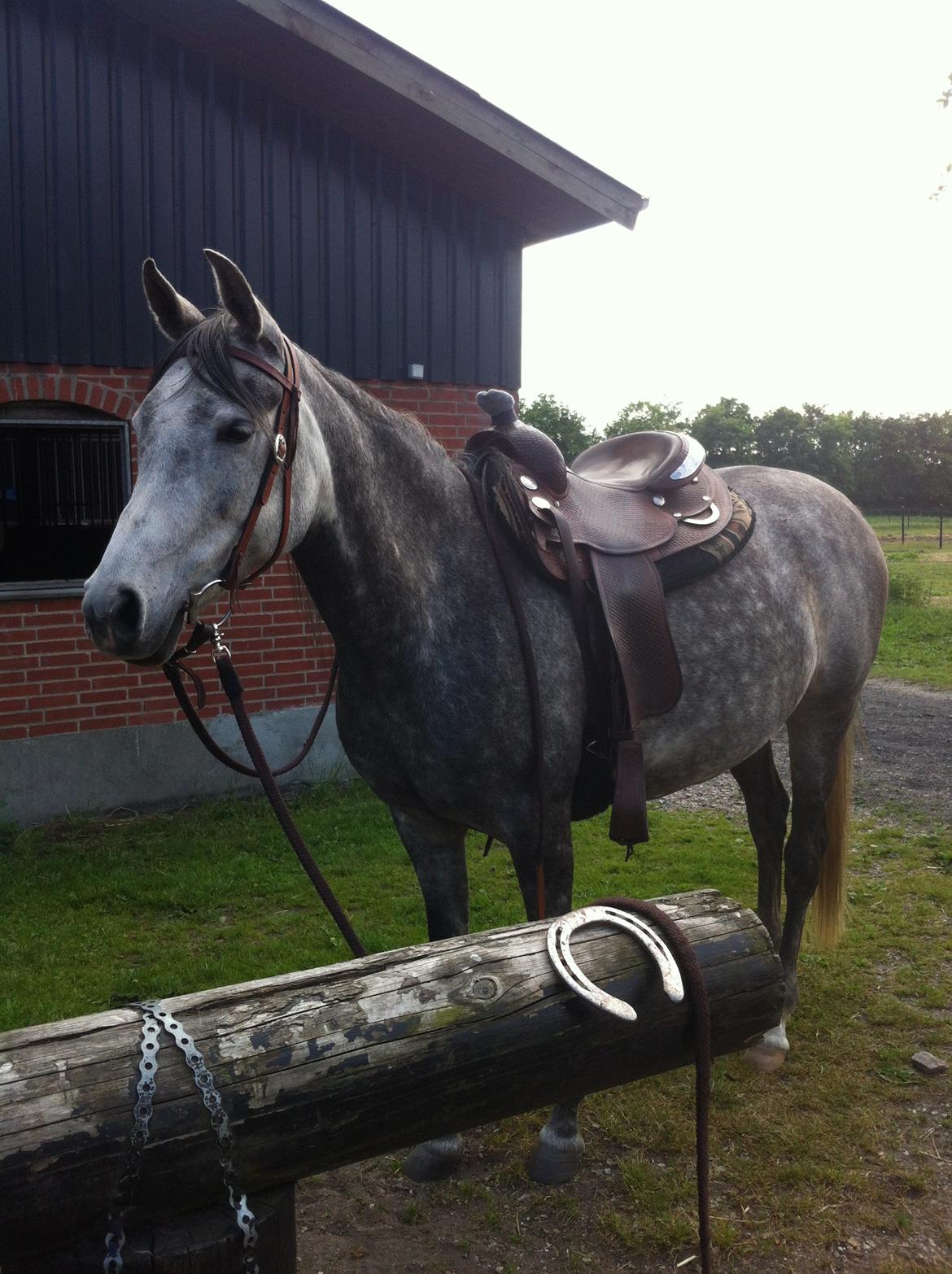 Arabisk fuldblod (OX) Eówyn billede 15