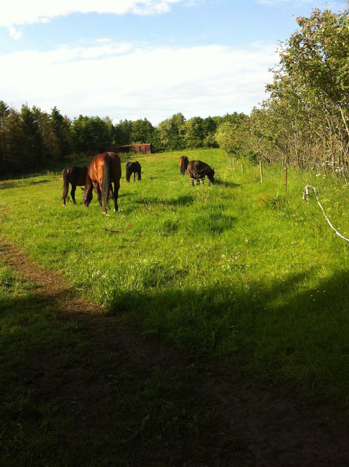 Arabisk fuldblod (OX) Eówyn billede 17