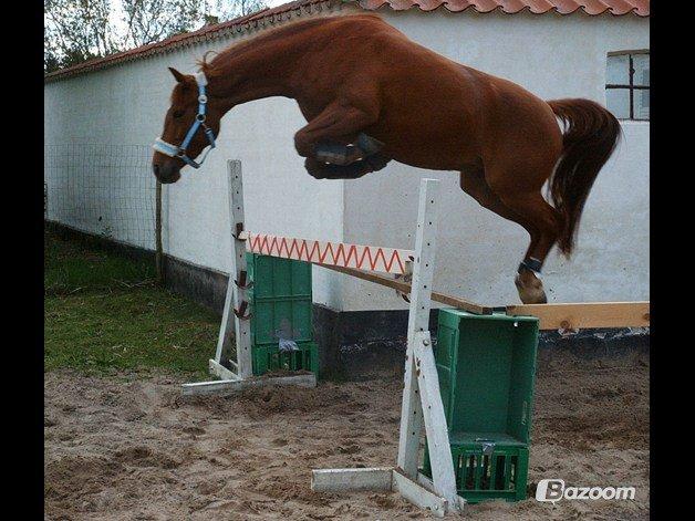 Anden særlig race Purples Red April (Part) - Løsspring billede 3