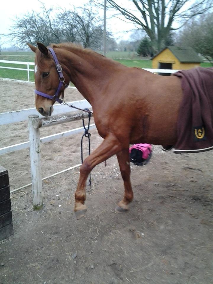 Anden særlig race Purples Red April (Part) billede 12