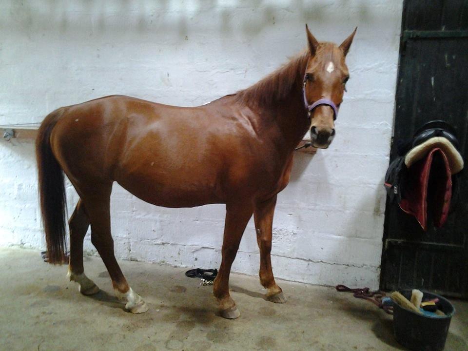 Anden særlig race Purples Red April (Part) - Hyggee billede 8