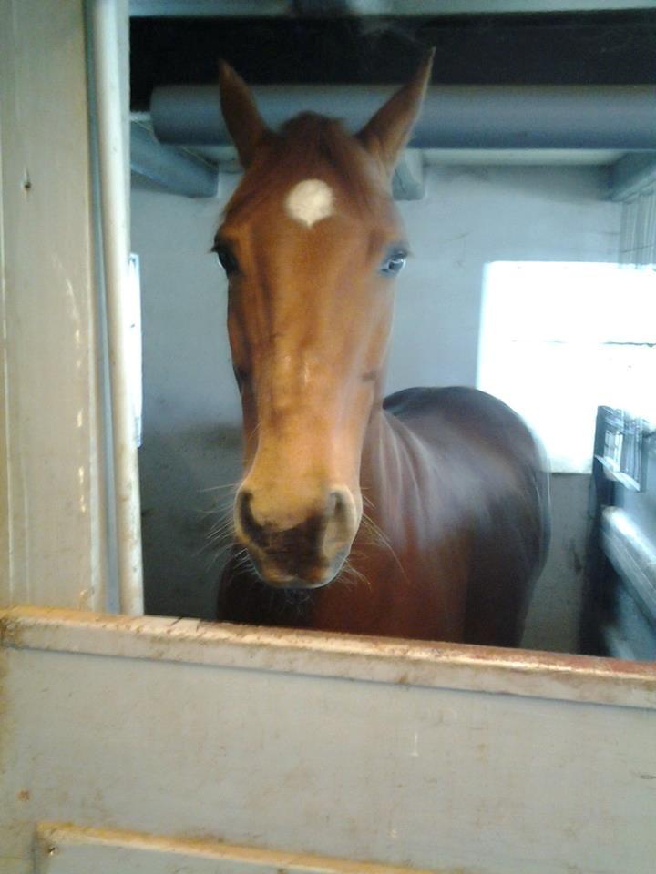 Anden særlig race Purples Red April (Part) - April i boksen. billede 6