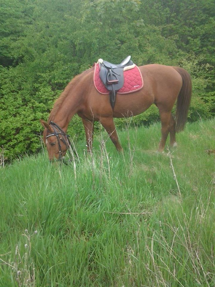 Anden særlig race Purples Red April (Part) - Lidt hygge, på turen i skoven billede 9