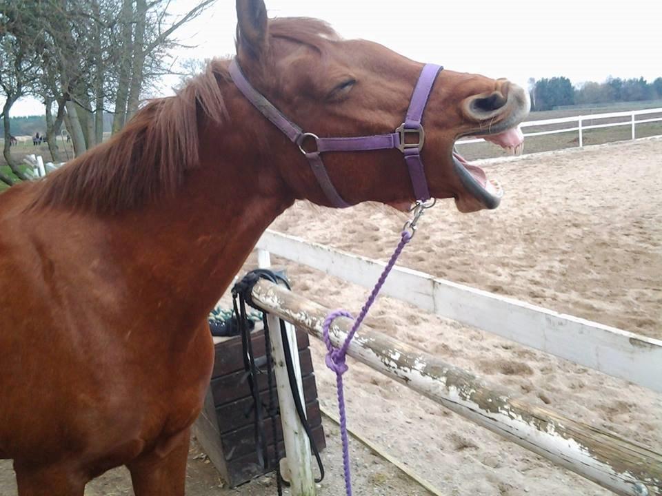 Anden særlig race Purples Red April (Part) - En træææt April efter en tur i skoven cx billede 10