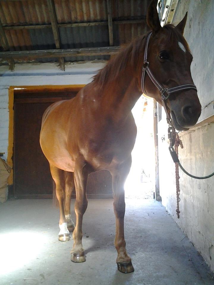 Anden særlig race Purples Red April (Part) - Hyggee billede 13