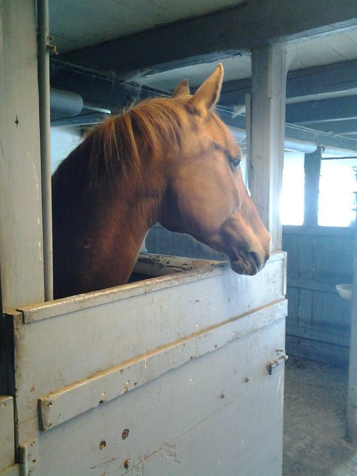 Anden særlig race Purples Red April (Part) - April i boksen billede 7