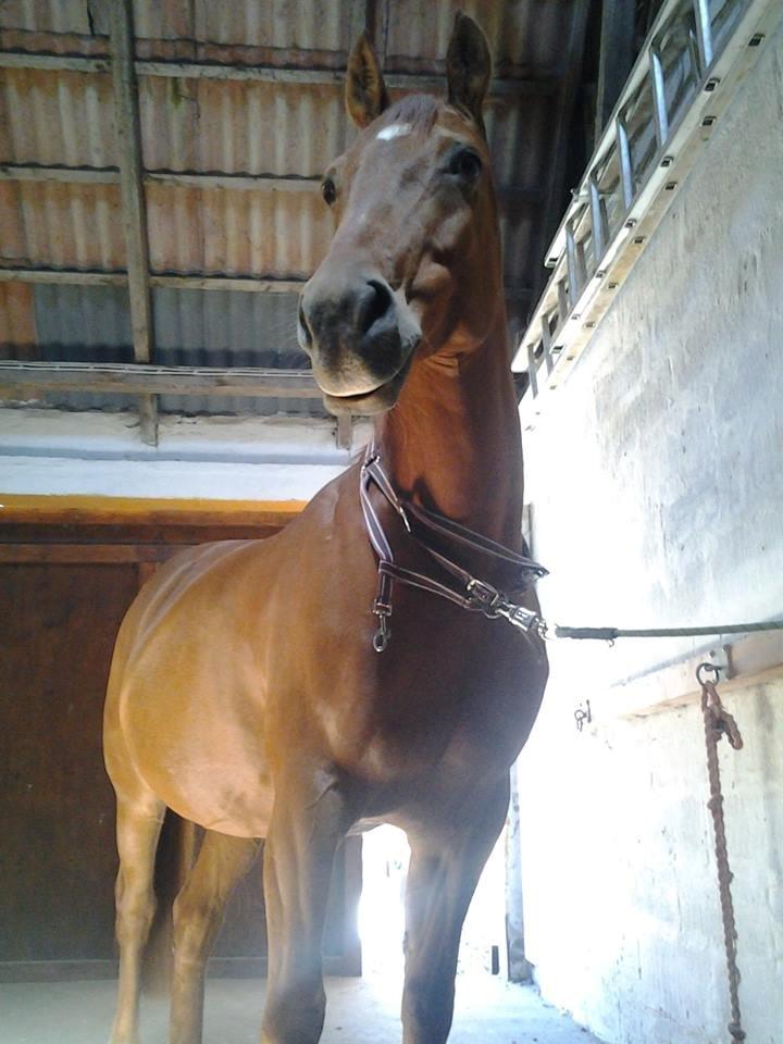 Anden særlig race Purples Red April (Part) - Hyggee billede 14