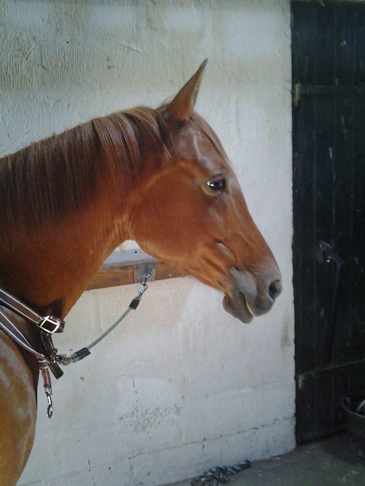 Anden særlig race Purples Red April (Part) - Hyggee billede 15