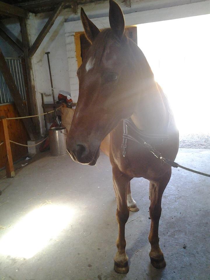 Anden særlig race Purples Red April (Part) - Hyggee billede 16